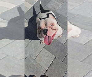 Mother of the American Bully puppies born on 09/15/2026