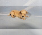 Small Photo #26 Golden Retriever Puppy For Sale in BLACK FOREST, CO, USA