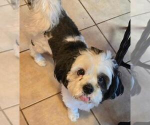 Rock - Female Shih Tzu Dog for Adoption - Photo #2