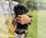 Small #1 Shih Tzu