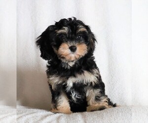 Cavapoo Puppy for sale in FREDERICKSBG, OH, USA