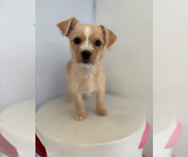 Medium Photo #2 Chihuahua-Unknown Mix Puppy For Sale in Studio City, CA, USA