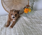 Small Photo #59 Poovanese Puppy For Sale in GOSHEN, IN, USA