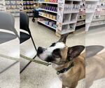 Small #3 Boxer Mix