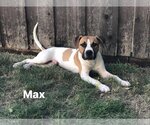 Small Photo #3 Boxer-Unknown Mix Puppy For Sale in Richardson, TX, USA
