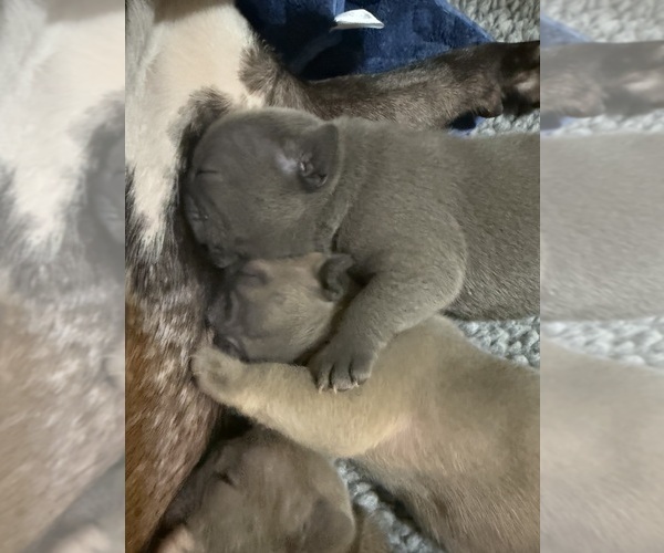 Medium Photo #8 French Bulldog Puppy For Sale in BIG RAPIDS, MI, USA
