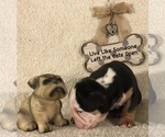 Small Photo #5 Olde English Bulldogge Puppy For Sale in CYNTHIANA, IN, USA