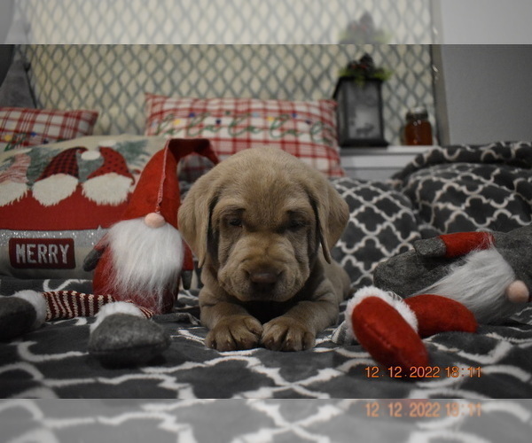 Medium Photo #5 Labrador Retriever Puppy For Sale in EVERSON, WA, USA