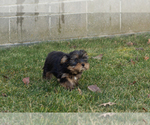 Small #3 Yorkshire Terrier