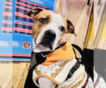 Small #30 American Pit Bull Terrier Mix