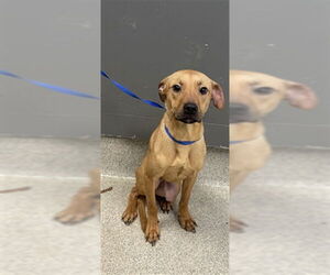 - Mix Dogs for adoption in Tallahassee, FL, USA
