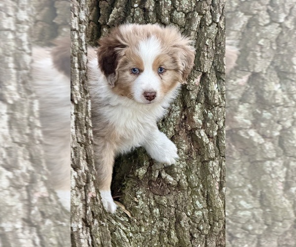 Medium Photo #5 Miniature Australian Shepherd Puppy For Sale in ANTHONY, FL, USA