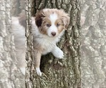 Puppy Berry Miniature Australian Shepherd