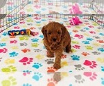 Small #5 Cavapoo mix (+ Poodle Miniature)
