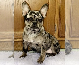 French Bulldog Dog for Adoption in SANDY HOOK, Kentucky USA