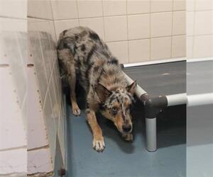 Medium Australian Shepherd Mix