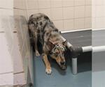 Small Australian Shepherd Mix
