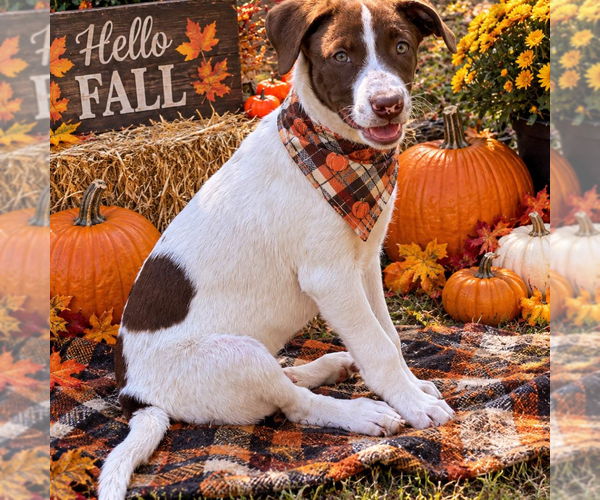 Medium Photo #2 Labrador Retriever Puppy For Sale in Yardley, PA, USA