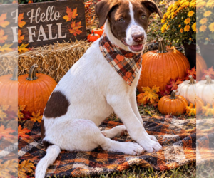 Sully - Male Labrador Retriever Dog for Adoption - Photo #2