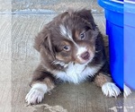 Small #4 Miniature Australian Shepherd