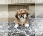 Small Photo #5 Pekingese Puppy For Sale in CANOGA, NY, USA