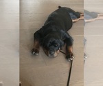 Small #17 Rottweiler