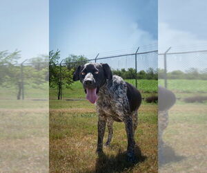 German Shorthaired Pointer-Unknown Mix Dogs for adoption in Abbeville, LA, USA