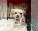 Small Shih Tzu Mix