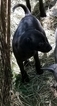 Small Photo #1 Dachshund-Italian Greyhound Mix Puppy For Sale in GRAHAM, WA, USA