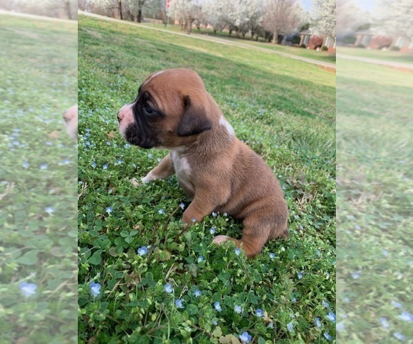 Medium Photo #3 Boxer Puppy For Sale in ROYSTON, GA, USA