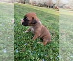 Small Photo #3 Boxer Puppy For Sale in ROYSTON, GA, USA