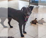 Small #2 Labrador Retriever Mix