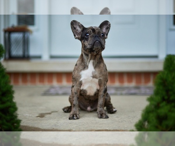 Medium Photo #8 French Bulldog Puppy For Sale in WOOD DALE, IL, USA