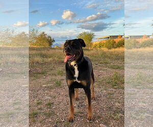 Mastador Dogs for adoption in Chandler, AZ, USA