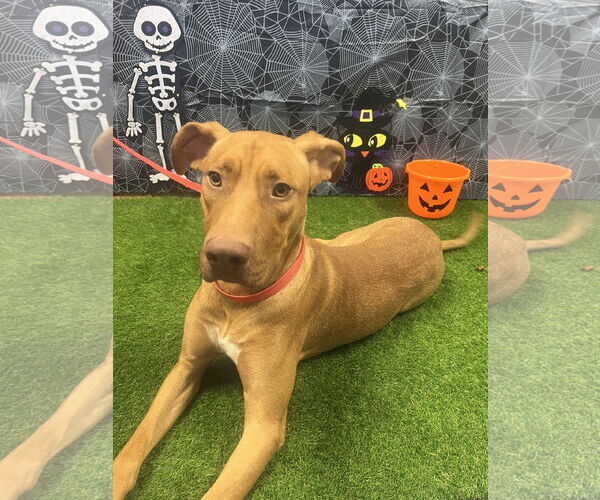 Medium Photo #3 Rhodesian Ridgeback-Vizsla Mix Puppy For Sale in Euless, TX, USA