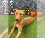 Small #2 Rhodesian Ridgeback-Vizsla Mix