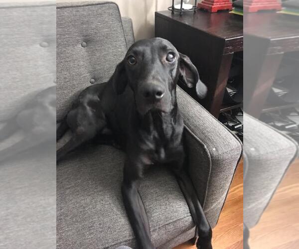 Medium Photo #38 Plott Hound-Weimaraner Mix Puppy For Sale in Rockaway, NJ, USA