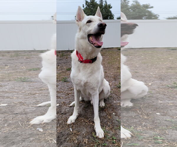 Medium Photo #2 German Shepherd Dog Puppy For Sale in Tampa, FL, USA