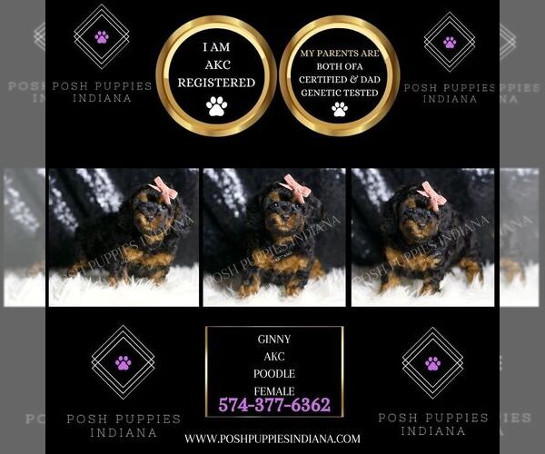 Medium Photo #4 Poodle (Toy) Puppy For Sale in WARSAW, IN, USA
