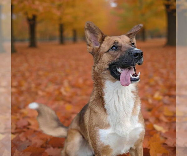 Medium Photo #2 Mutt Puppy For Sale in Talladega, AL, USA