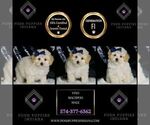 Small Photo #58 Maltipoo (Miniature) Puppy For Sale in WARSAW, IN, USA