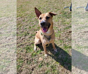 Winnie - Female Mutt Dog for Adoption - Photo #3