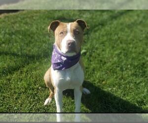 American Pit Bull Terrier-Unknown Mix Dogs for adoption in Placerville, CA, USA