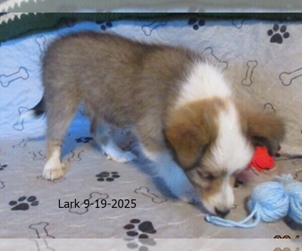 Medium Photo #2 Shetland Sheepdog Puppy For Sale in SOLON, ME, USA