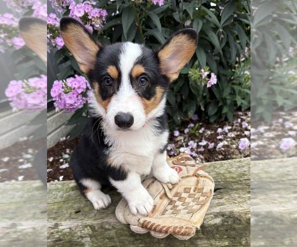 Medium Photo #3 Pembroke Welsh Corgi Puppy For Sale in MIDDLEBURY, IN, USA