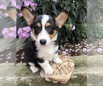Small #2 Pembroke Welsh Corgi