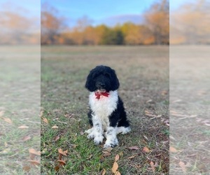 Goldendoodle Puppy for sale in CHESNEE, SC, USA