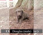 Small Photo #3 Labrador Retriever Puppy For Sale in PRESCOTT, OR, USA
