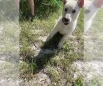 Small #6 German Shepherd Dog