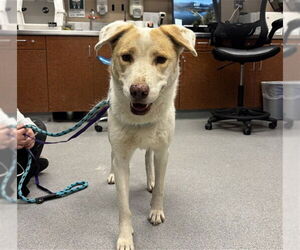 Labrador Retriever-Unknown Mix Dogs for adoption in Rancho Cucamonga, CA, USA